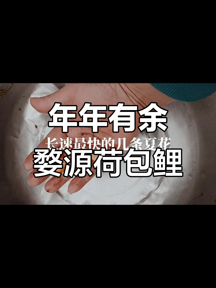 婺源荷包红鲤鱼,好运连连,年年有“余”