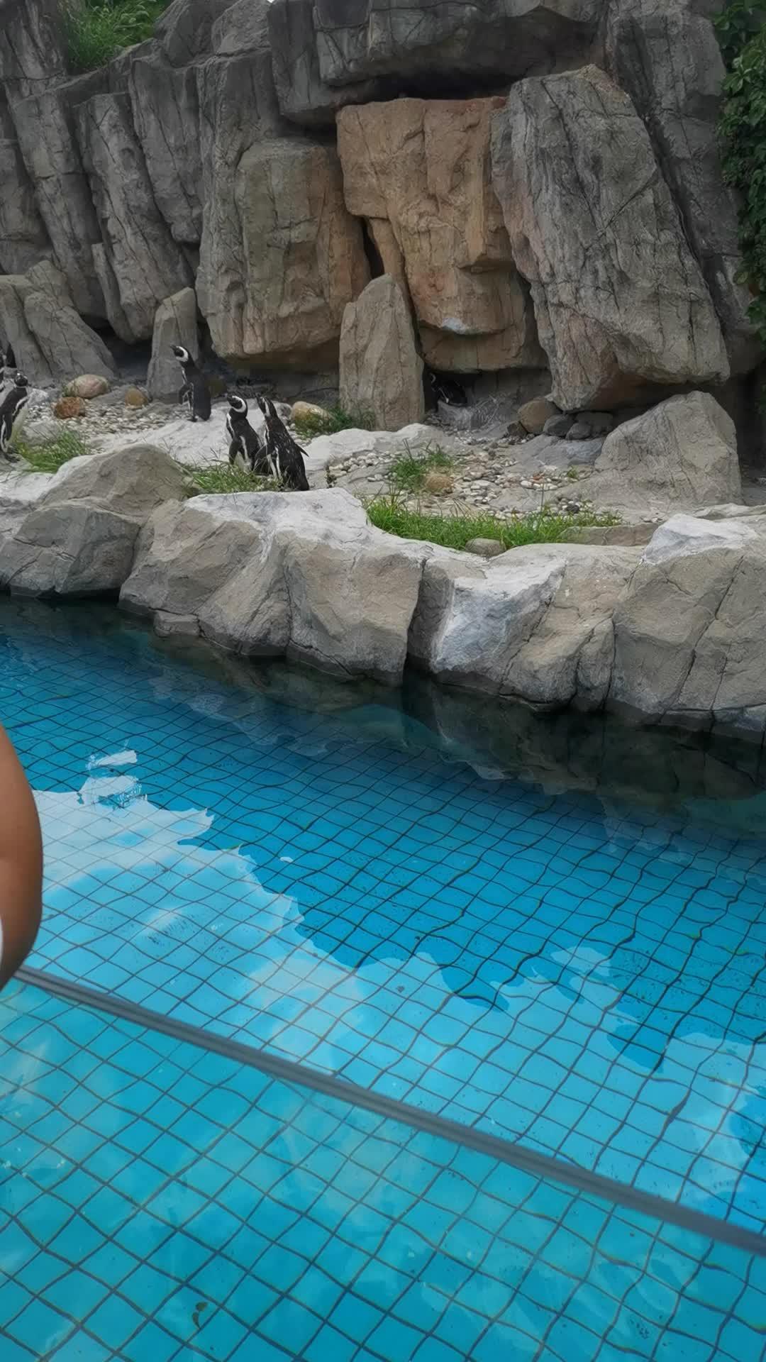 企鹅的叫声!……