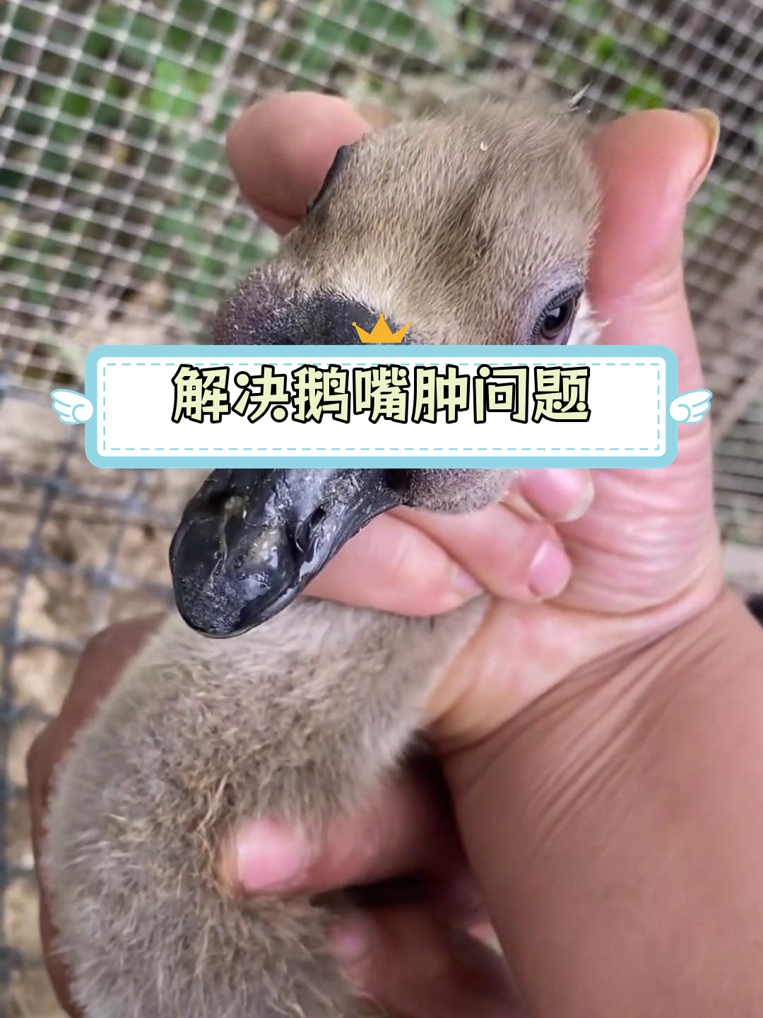 鹅嘴两侧肿胀怎么办