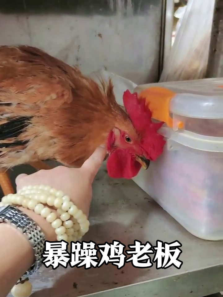 公鸡被摸时岁月静好,一指到嘴当场破防,网友:像极了我老板!