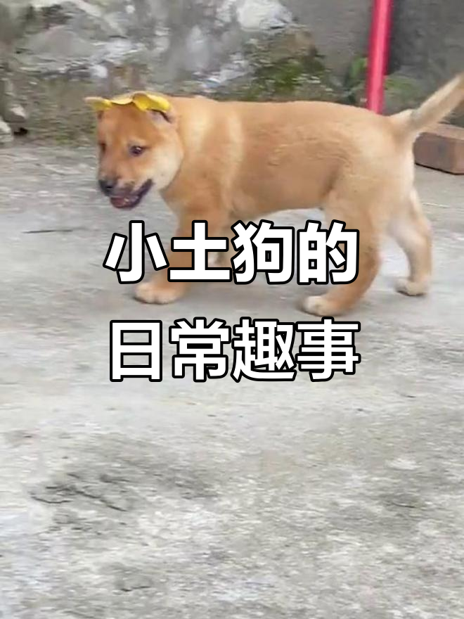 中华田园犬的萌宠日常,看家护院的小黄狗