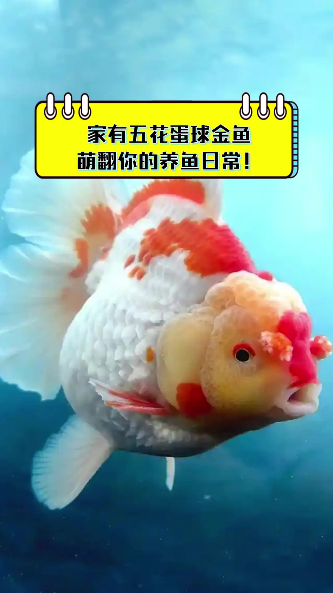 家有五花蛋球金鱼,萌翻你的养鱼日常!