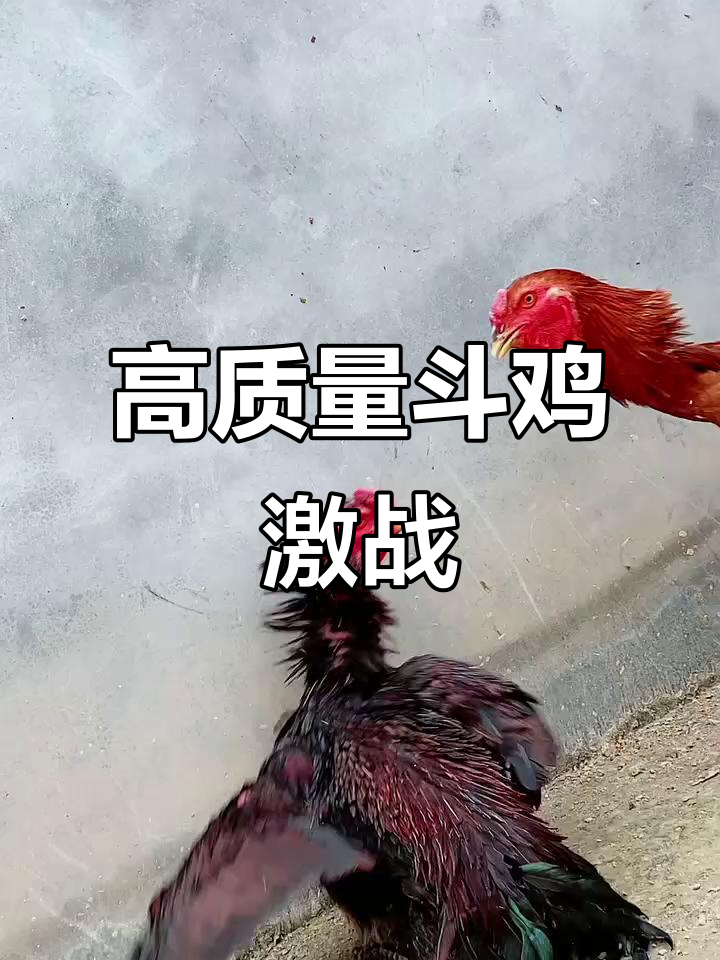 越南斗鸡激烈对决,母鸡与老虎毛的精彩较量