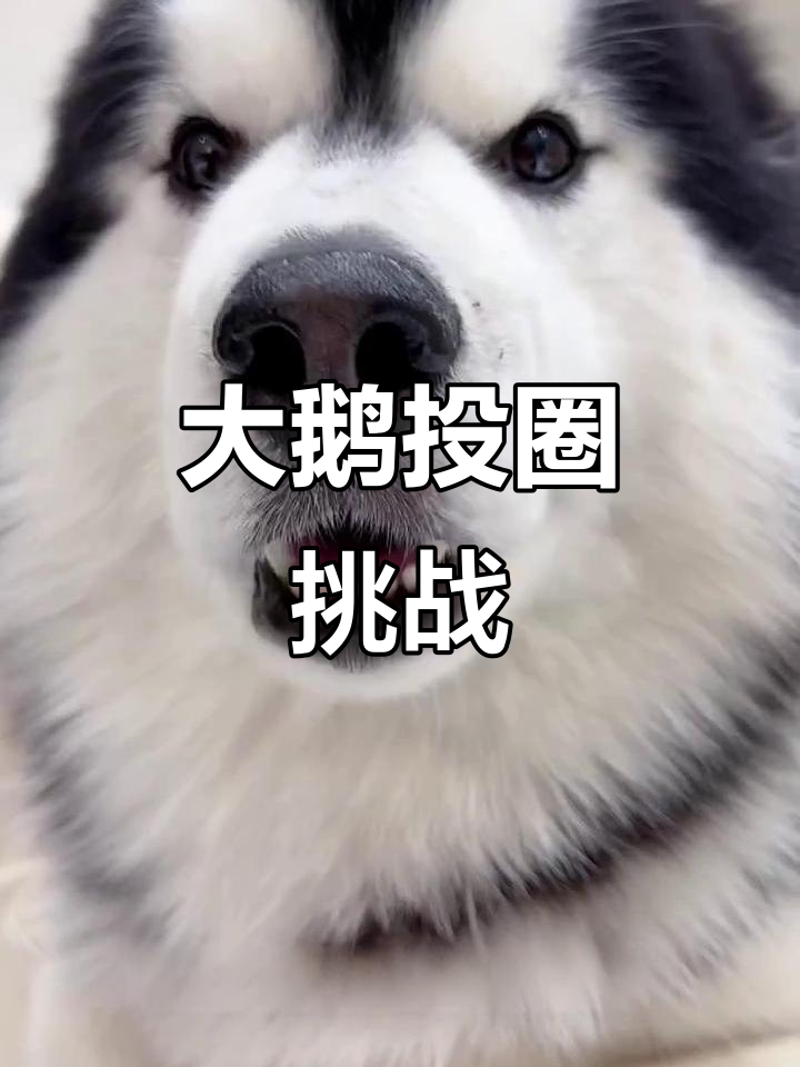 练手投圈套大鹅，三百多块花得值不值？