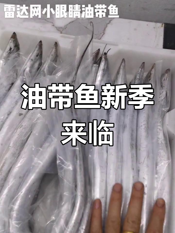 冷空气带来油带鱼,新鲜美味提前上市!