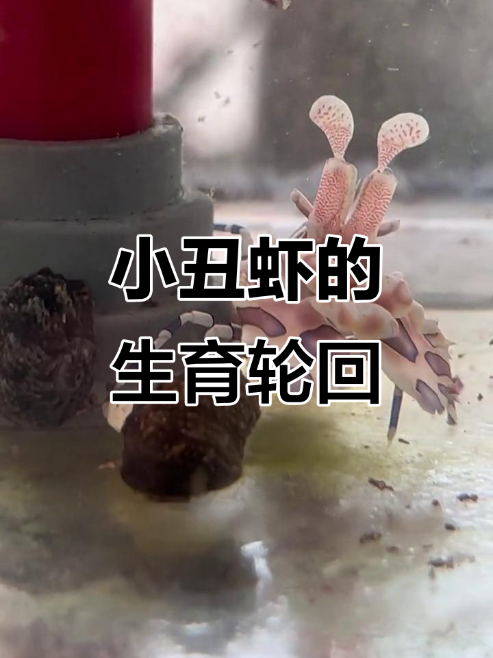 小丑虾怀孕背后的故事:公母轮流承担生育责任