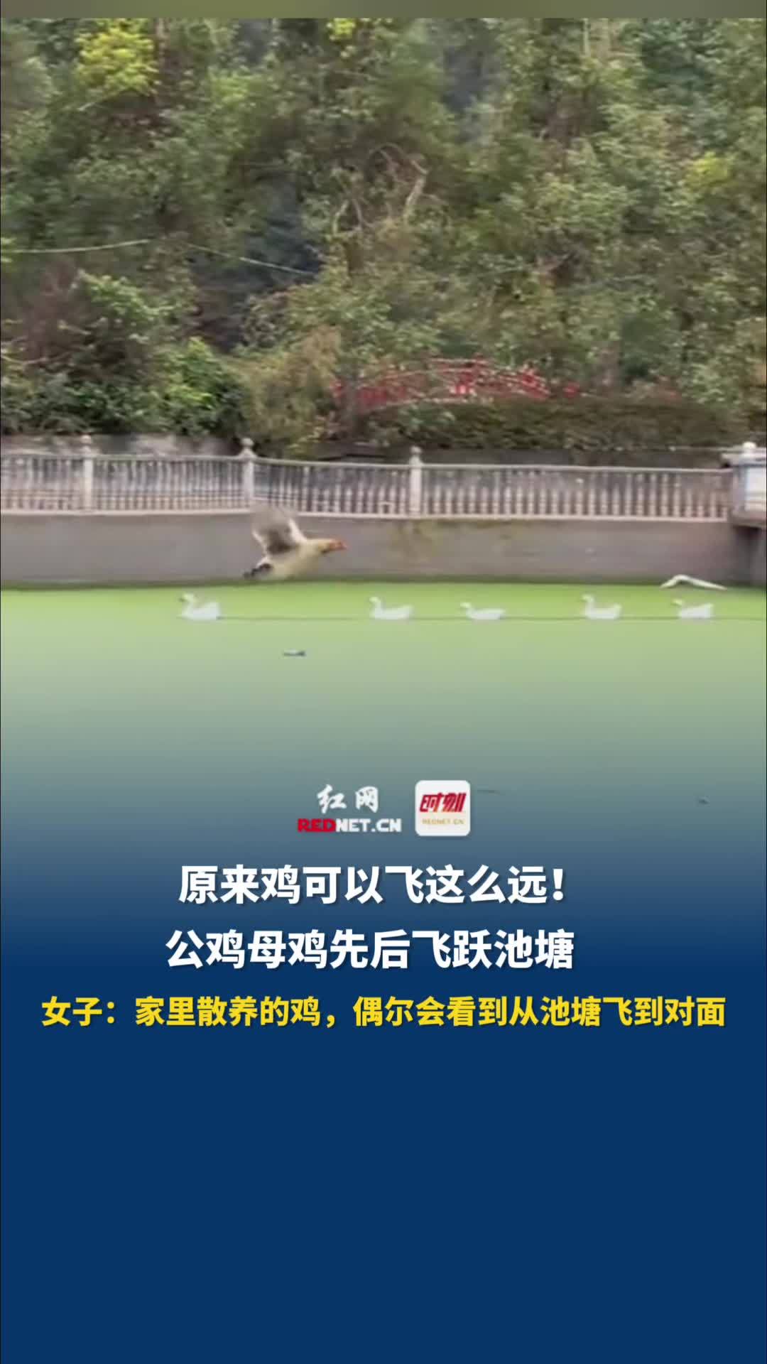 11月23日(采访时间),湖南怀化,公鸡母鸡先后飞跃池塘,女子:家里散养的鸡,偶尔会看到从