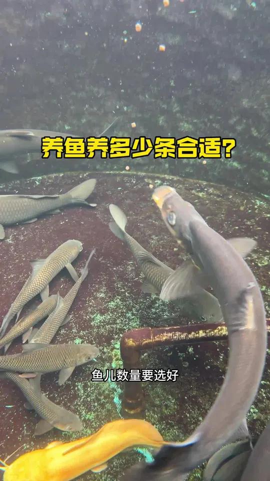数数你家里的鱼缸养了几条鱼呢!
