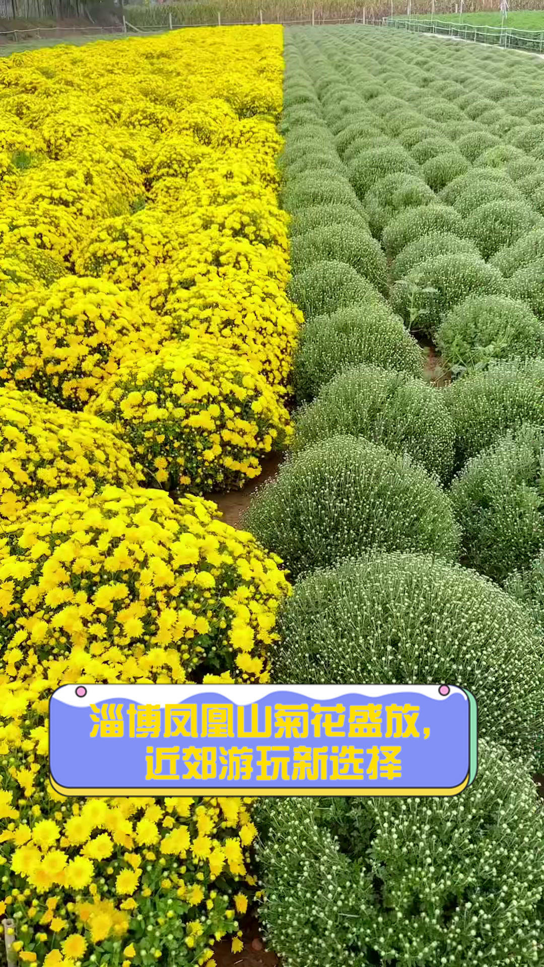 淄博凤凰山菊花盛放,近郊游玩新选择