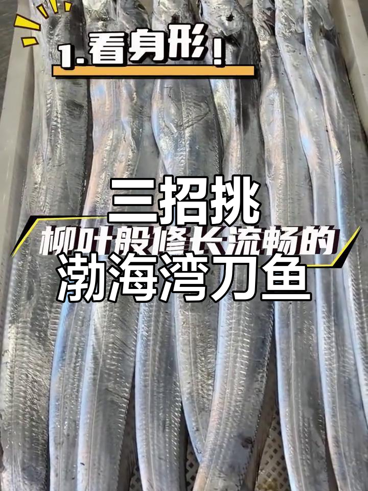 渤海湾刀鱼挑选秘籍,三招教你选正宗好货