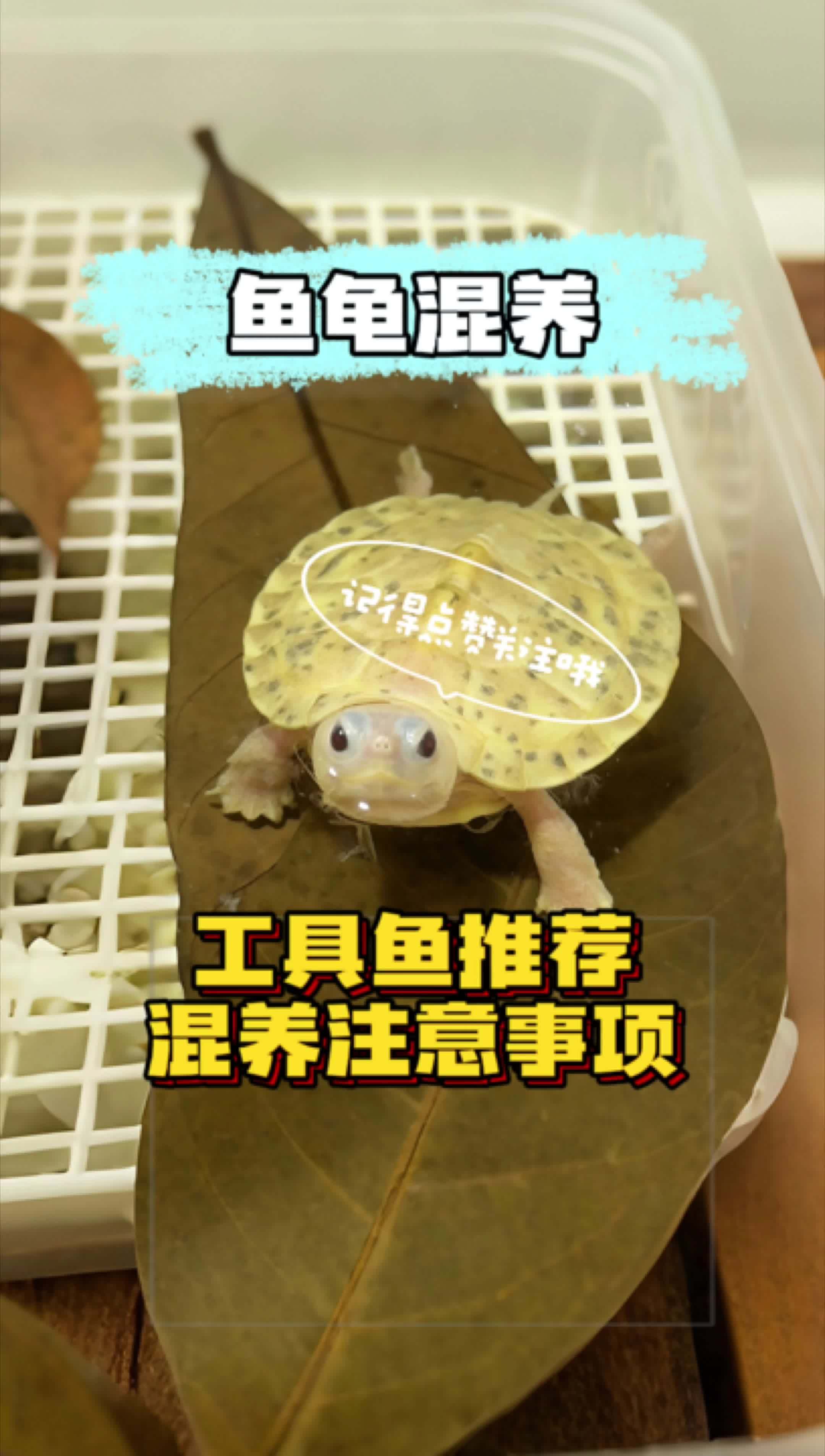 鱼龟混养,适合混养的工具鱼。谁要再问什么龟不吃鱼就把谁头打歪!养龟日常 乌龟 鱼龟混养 养