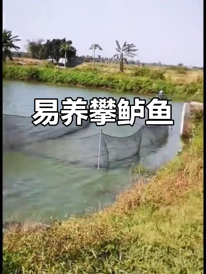 攀鲈鱼易养,水质要求低,适合大规模养殖