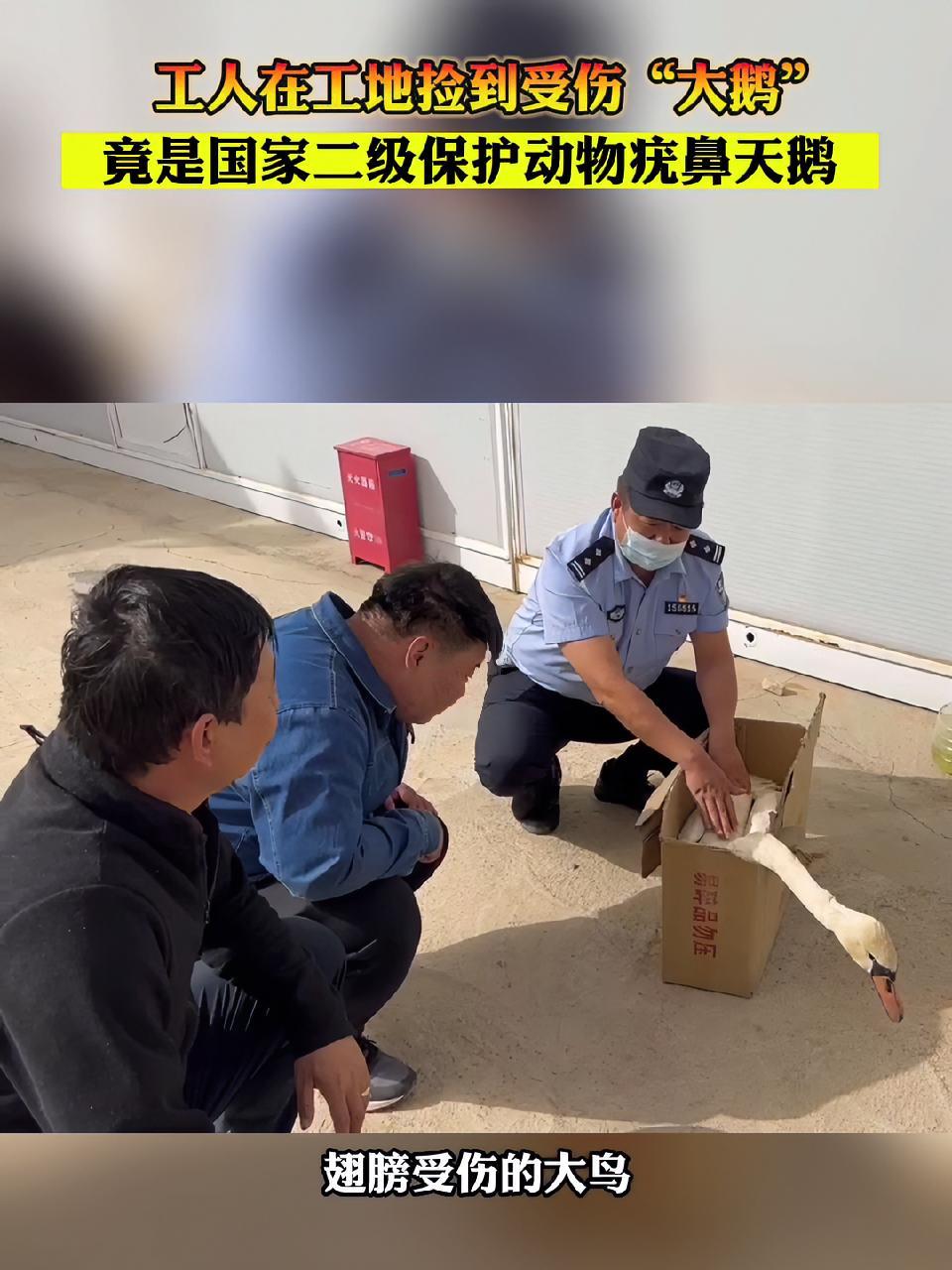 工人在工地上捡到受伤“大鹅”,竟是国家二级保护动物疣鼻天鹅 爱护大自然保护野生动物 暖心救