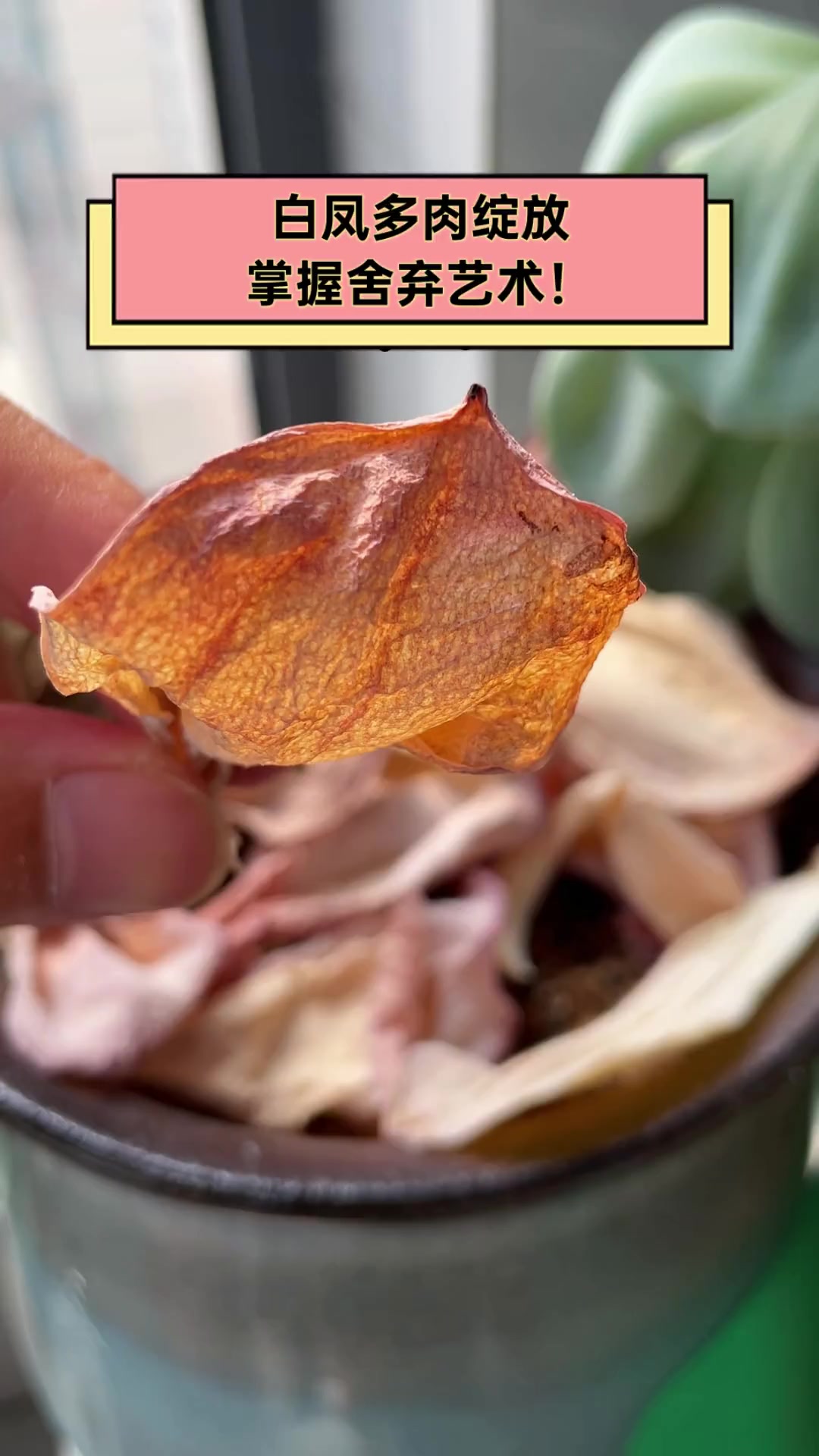 白凤多肉绽放,掌握舍弃艺术!