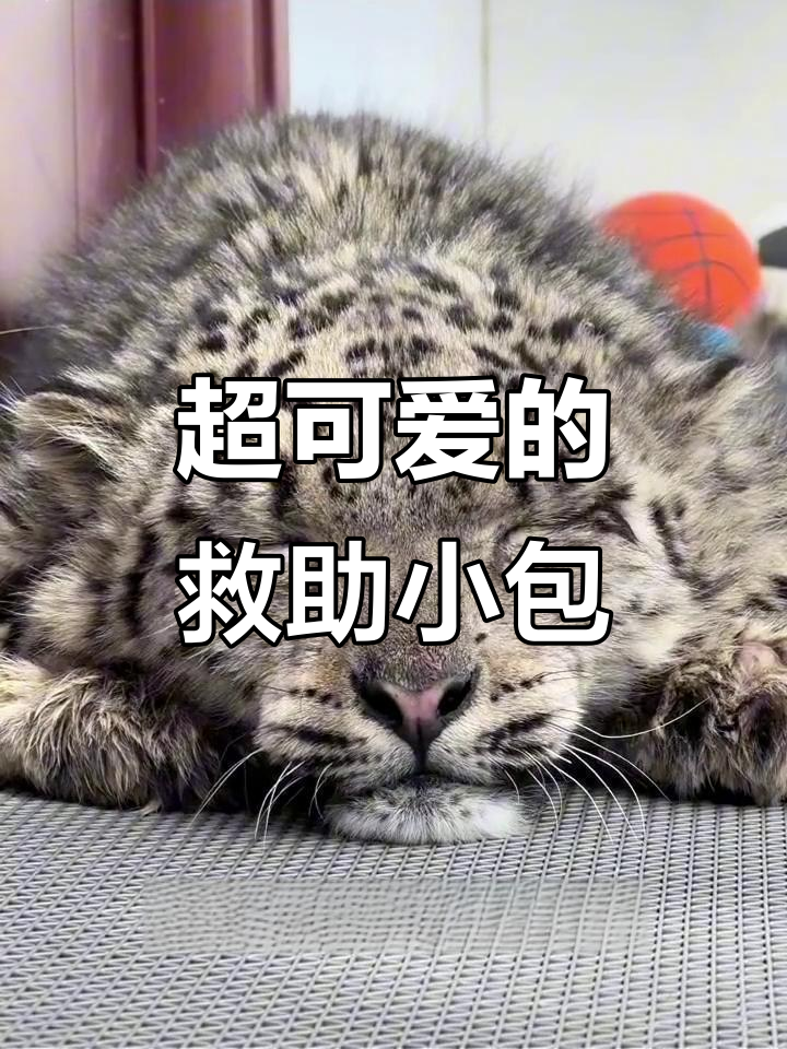 野外救助的小包子,呆萌可爱到让人无法抗拒