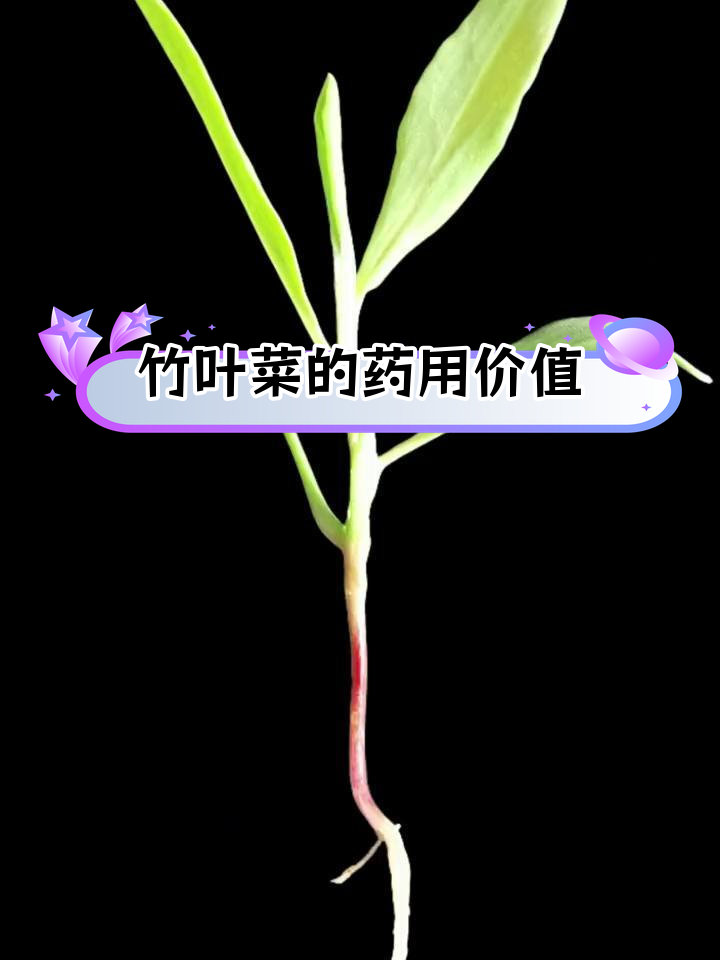 竹叶菜的独特功效与分布