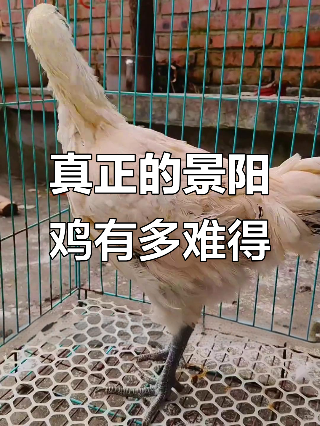 景阳鸡的纯正血统,九斤重乌皮红罐蓝耳难寻
