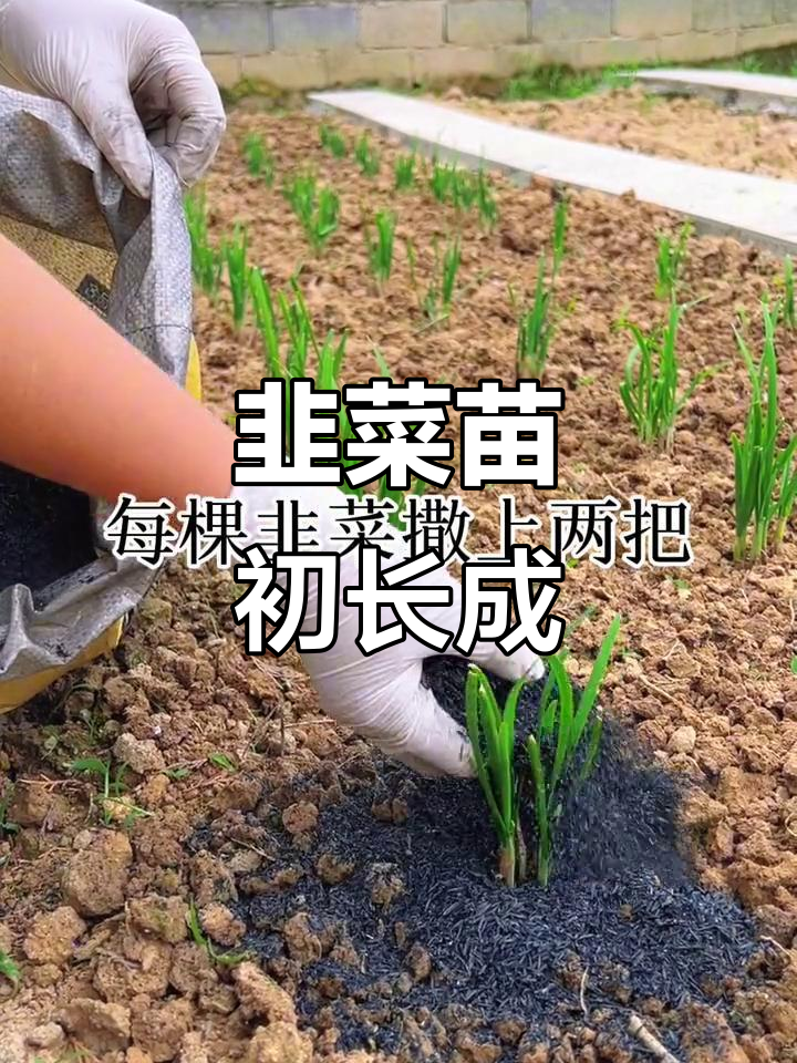 韭菜苗长出来了,第一次施肥记录