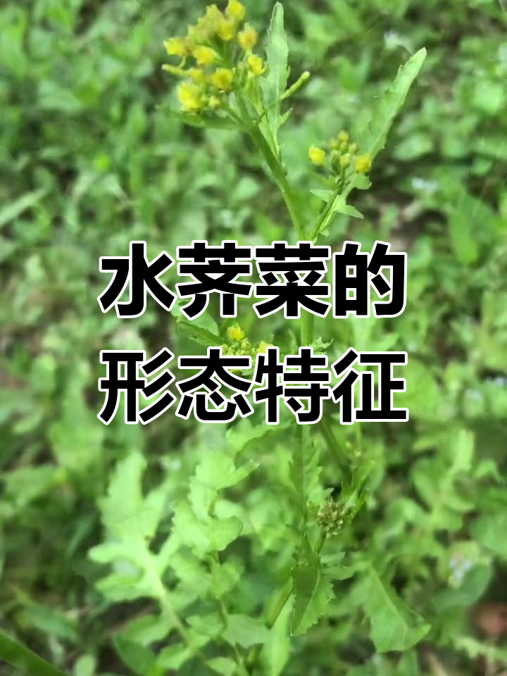 水荠菜,草本植物,黄色花瓣,羽状叶裂