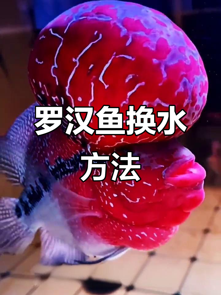 罗汉鱼换水技巧大揭秘,如何正确操作避免伤害