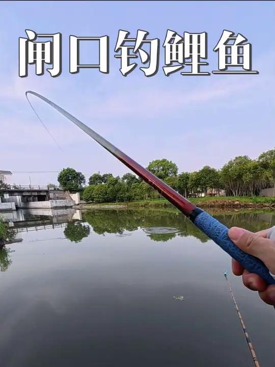 周末到环境优美的闸口,用中药谷麦打窝,挑战钓10斤大鲤鱼