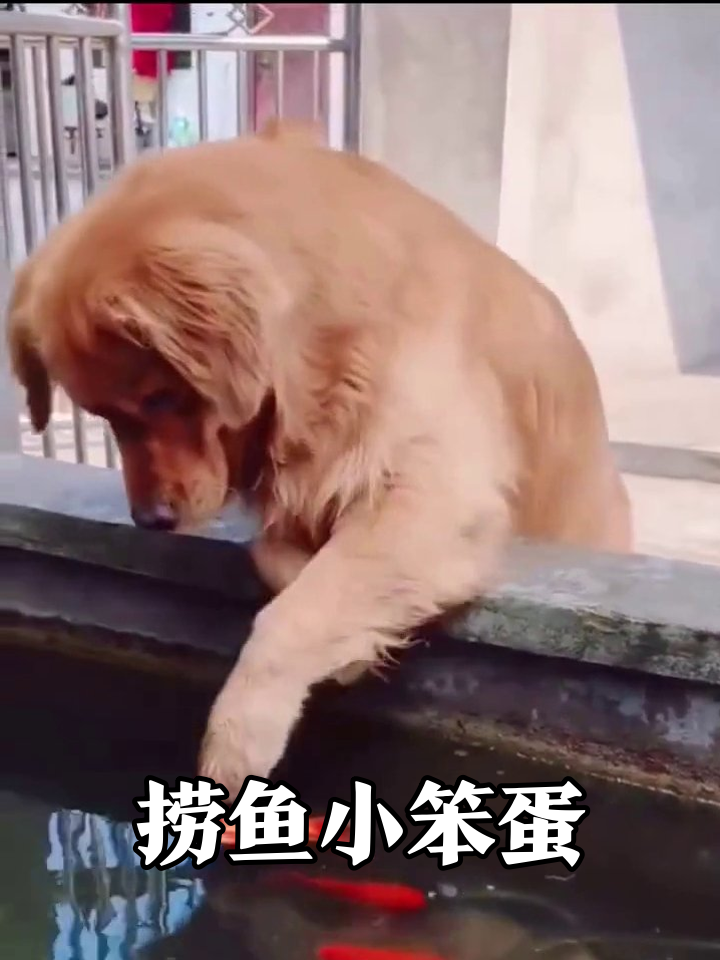 金毛为捞鱼上演“狗刨式”,结果笑料百出!