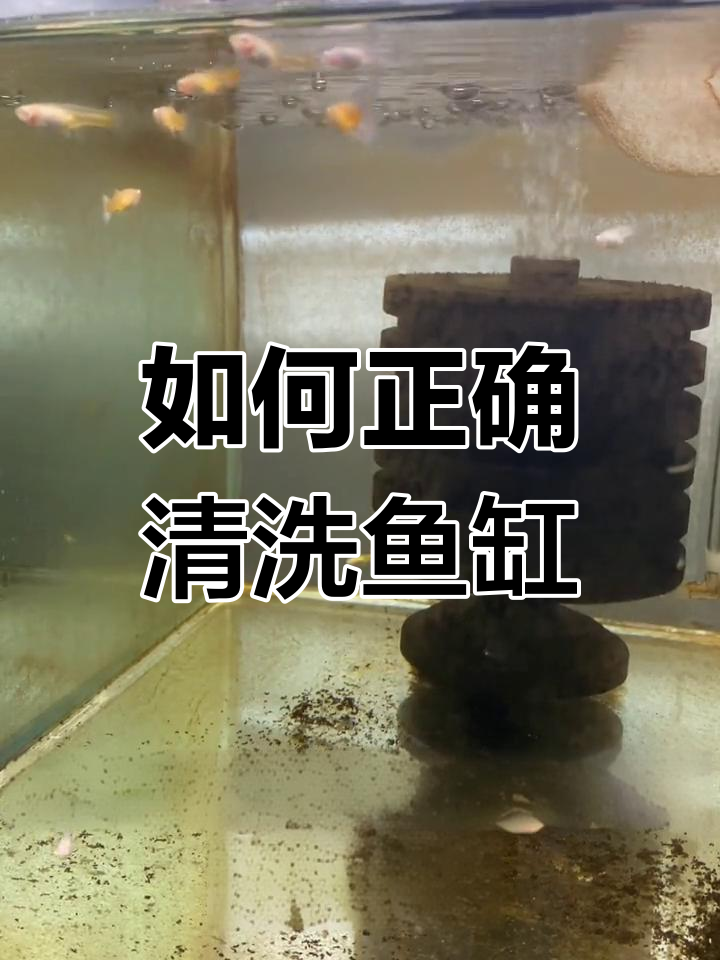清洗鱼缸的正确方法,避免水浑和消化系统崩溃