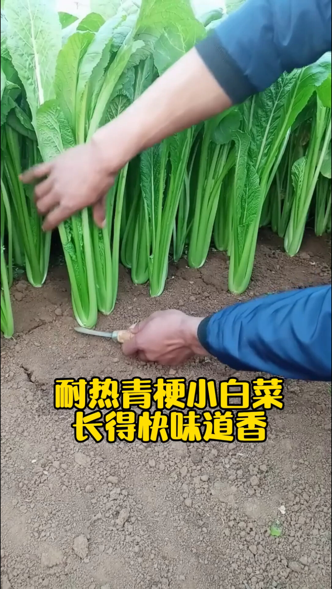 青梗小白菜脆嫩没有丝生长特别快种上不到20天就能吃菜