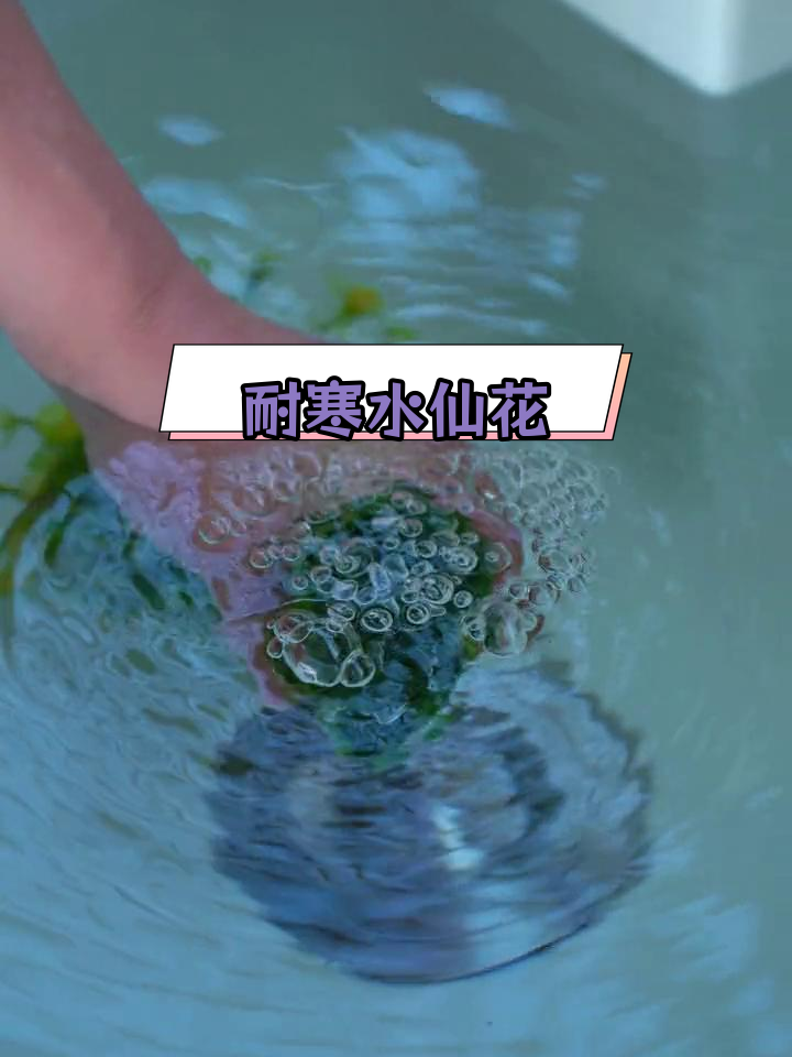 水仙花香气扑鼻,冬季养花的首选