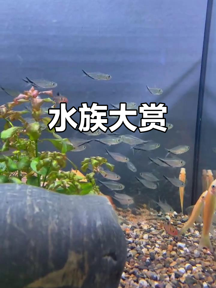 胜利茶叶花卉市场:水族馆里的各种神奇鱼类,快来看看吧!
