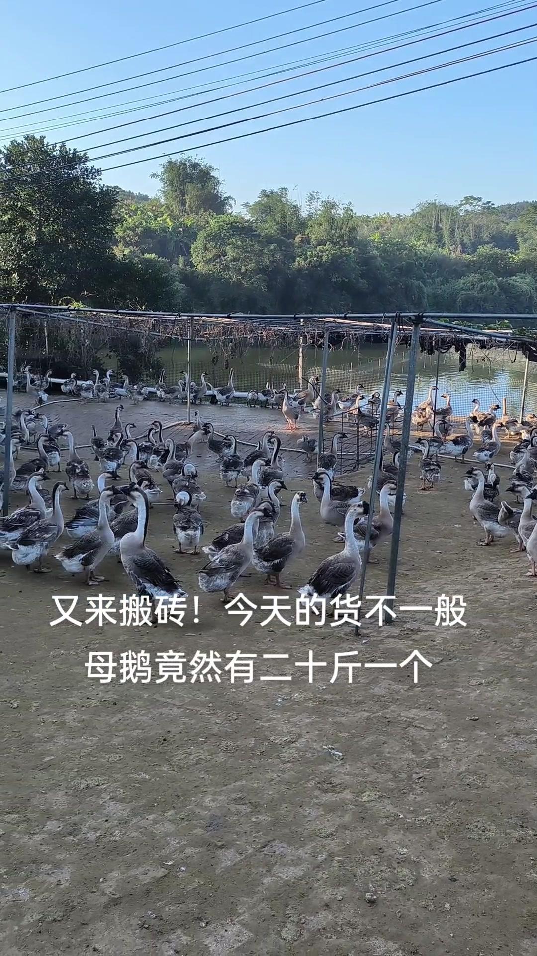 什么鬼地名 现场实拍 农村创业养殖 生态养鹅