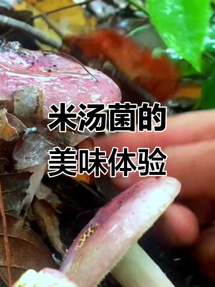 美味米汤郡，你尝过吗？青头郡的绝妙搭配