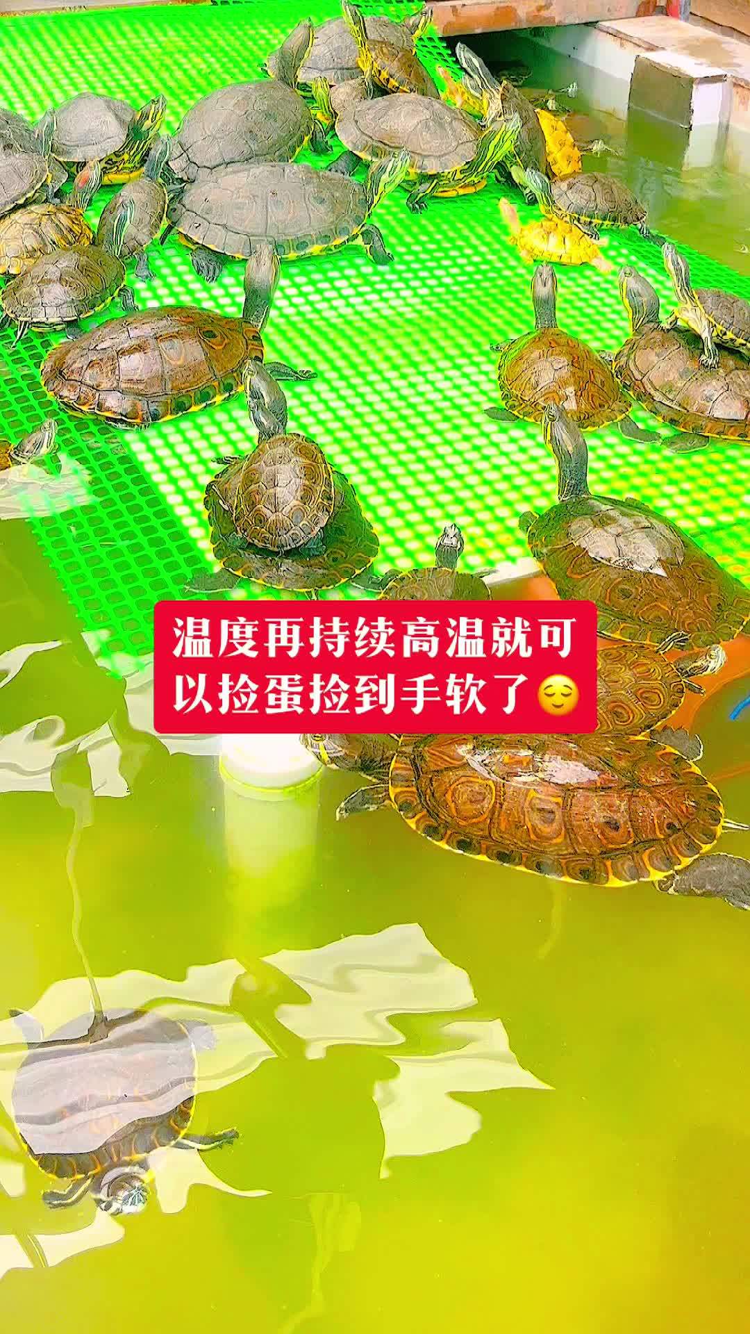 悖论大河!大河甜甜圈龟!
