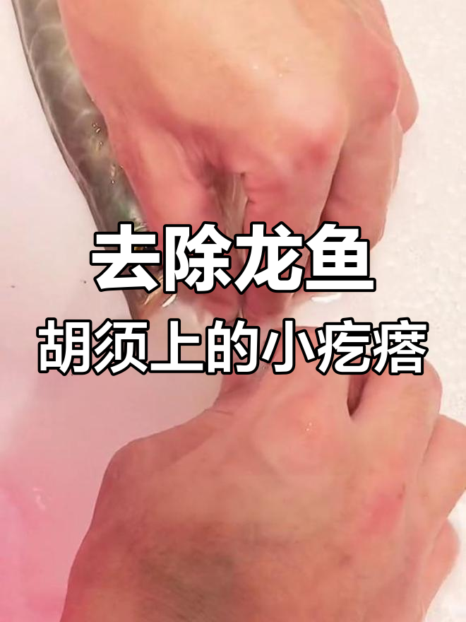 龙鱼须上小肉瘤,轻松手术清除