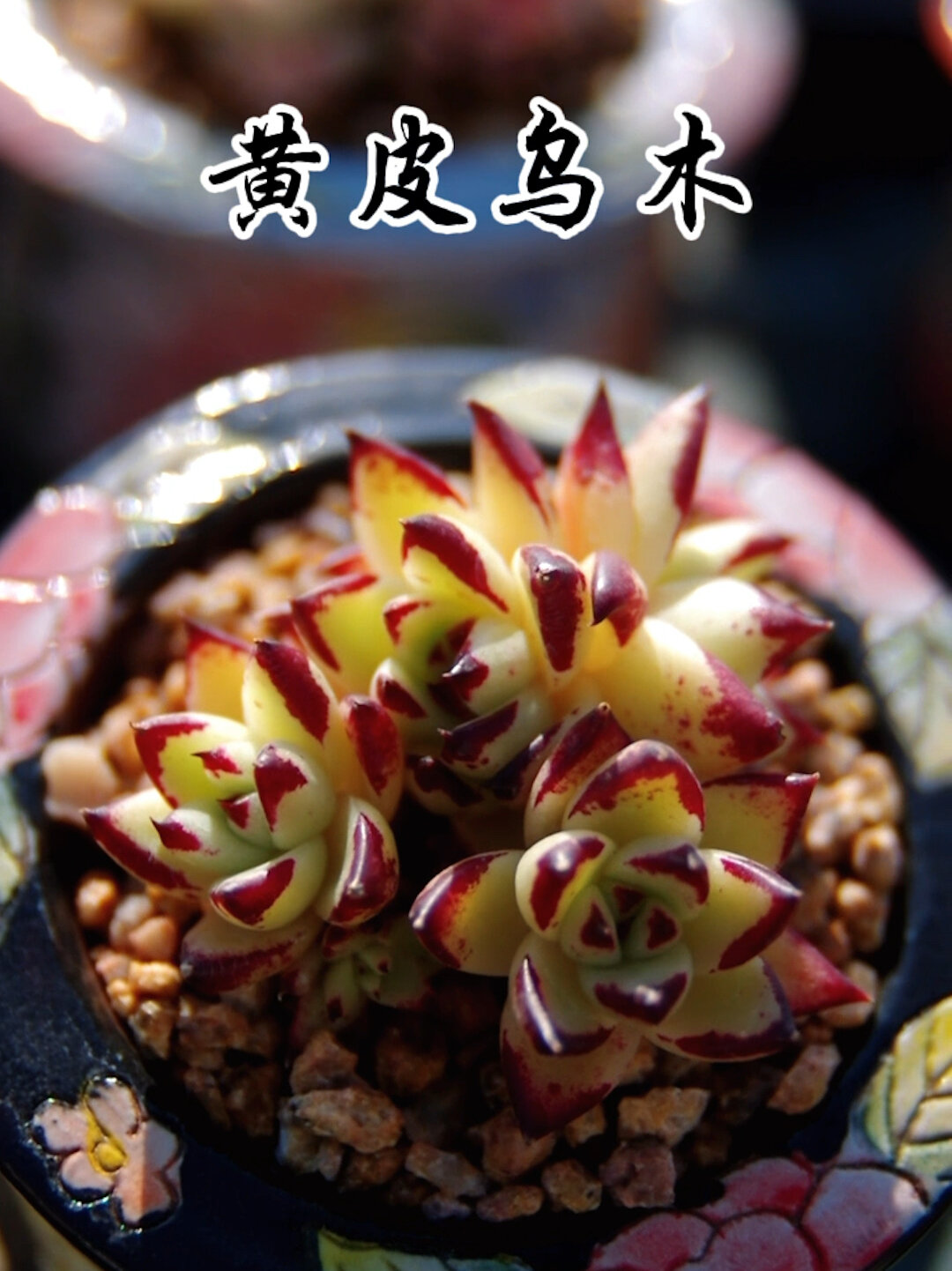 一个阳刚霸气的多肉品种|黄皮乌木