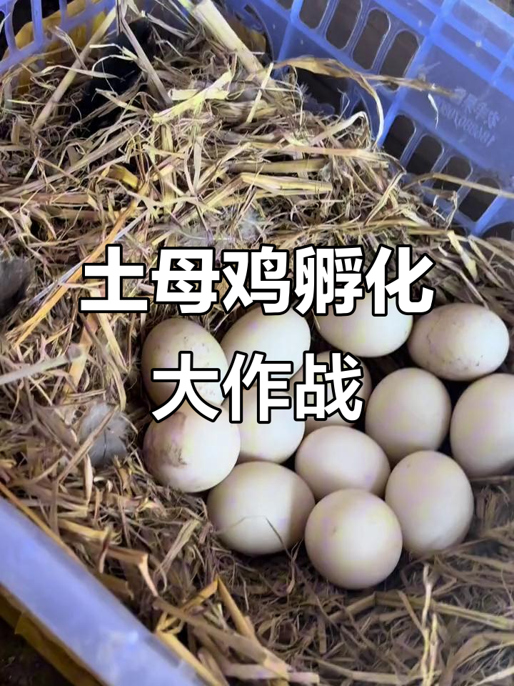 大花冠土母鸡孵化记：14枚鸭蛋能否成功孵出小生命？