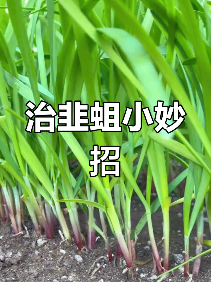 韭菜不生蛆的秘诀,韭曲蒜蛆一冲净