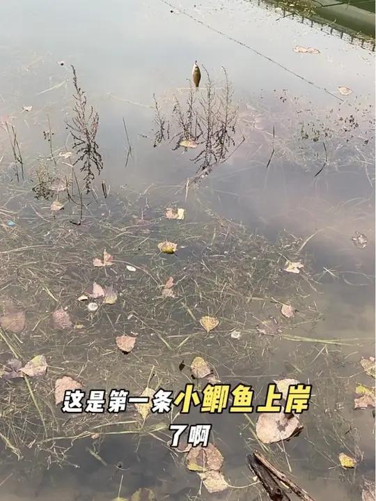 先来一条小的,相信大鱼在后面,玩的就是真实野钓