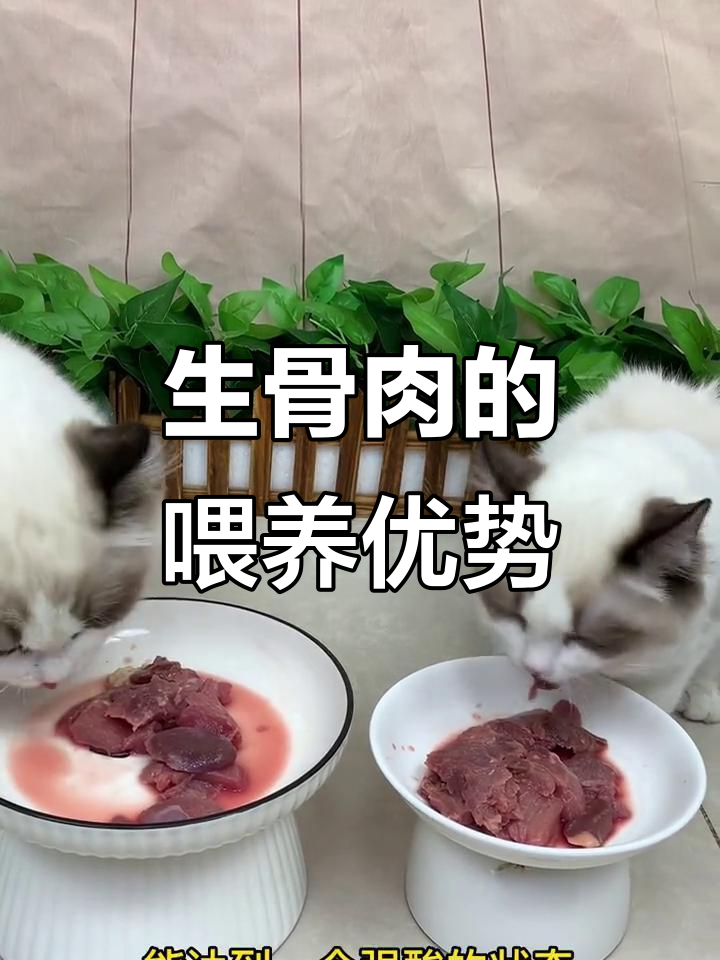 为什么给猫咪吃生骨肉?这些好处你不得不知