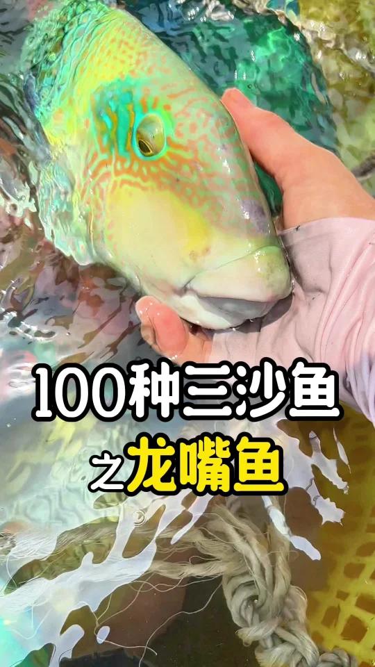 挑战认识100种三沙鱼,今天的主角龅牙香肠嘴