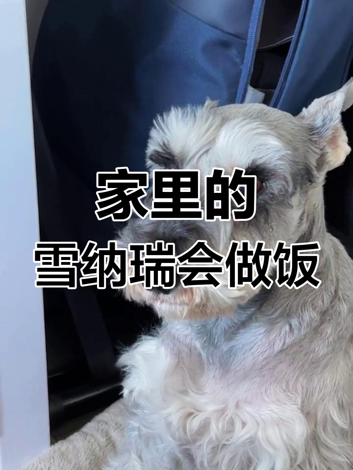 狗狗也能做饭?四菜一汤真难