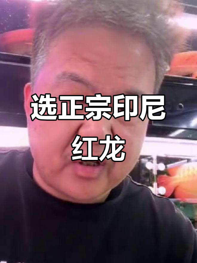 如何挑选印尼红龙鱼苗?掌握三大关键点