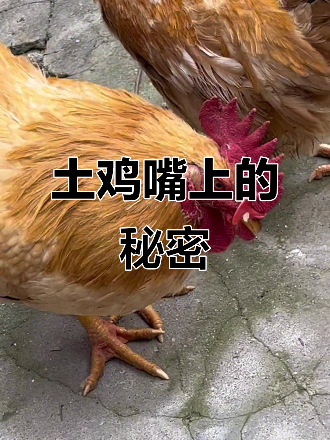 同学送我土鸡,嘴上戴塑料圈是啥意思?