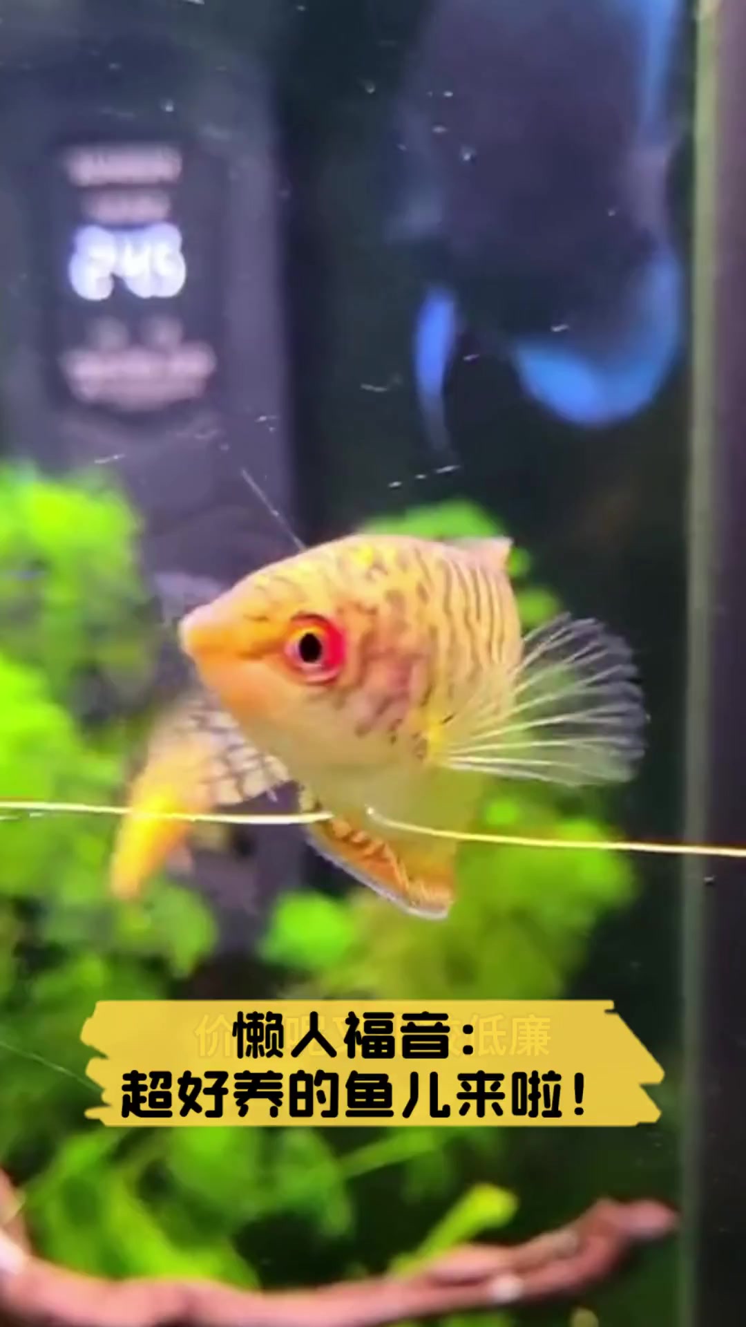 懒人福音:超好养的鱼儿来啦!
