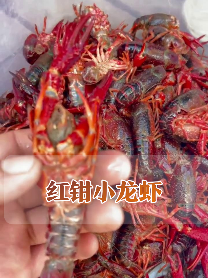 小龙虾堆积如山！红钳挥舞太生猛，处理现场太解压