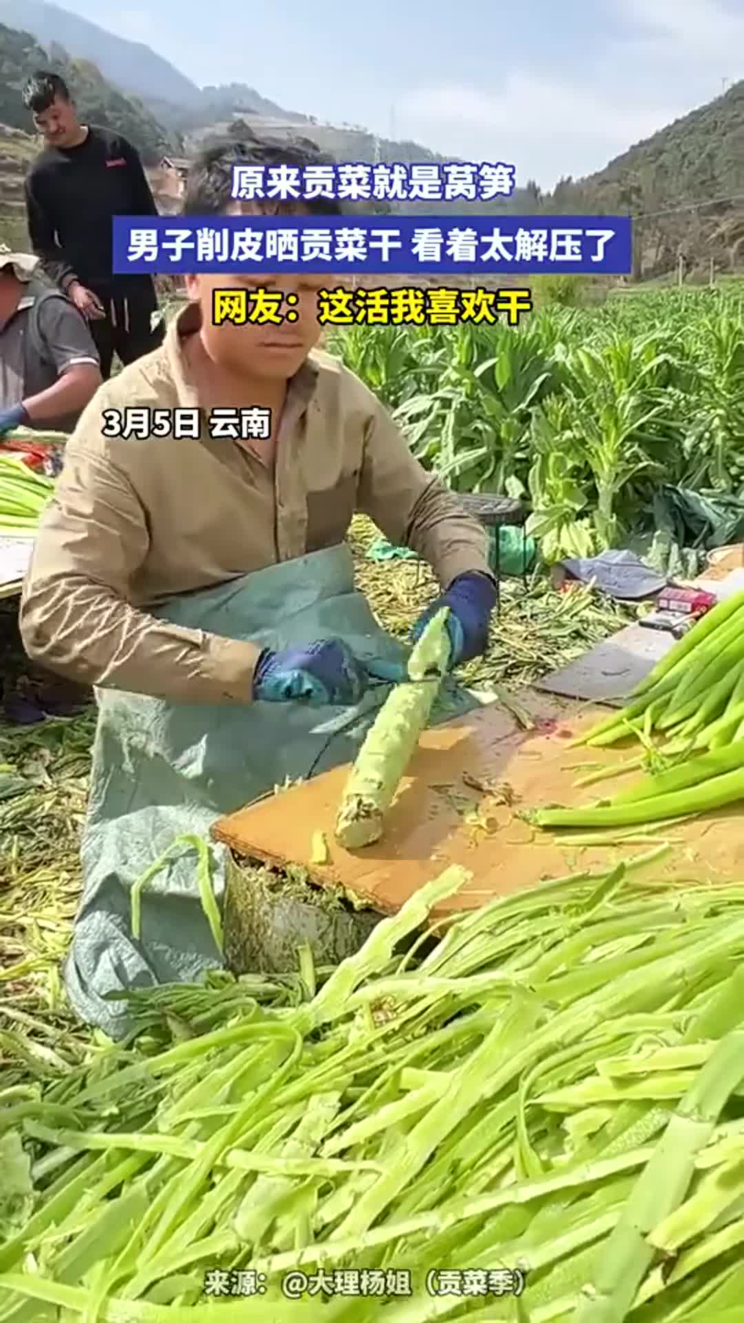 原来贡菜就是莴笋！男子削皮晒贡菜干，看着太解压了