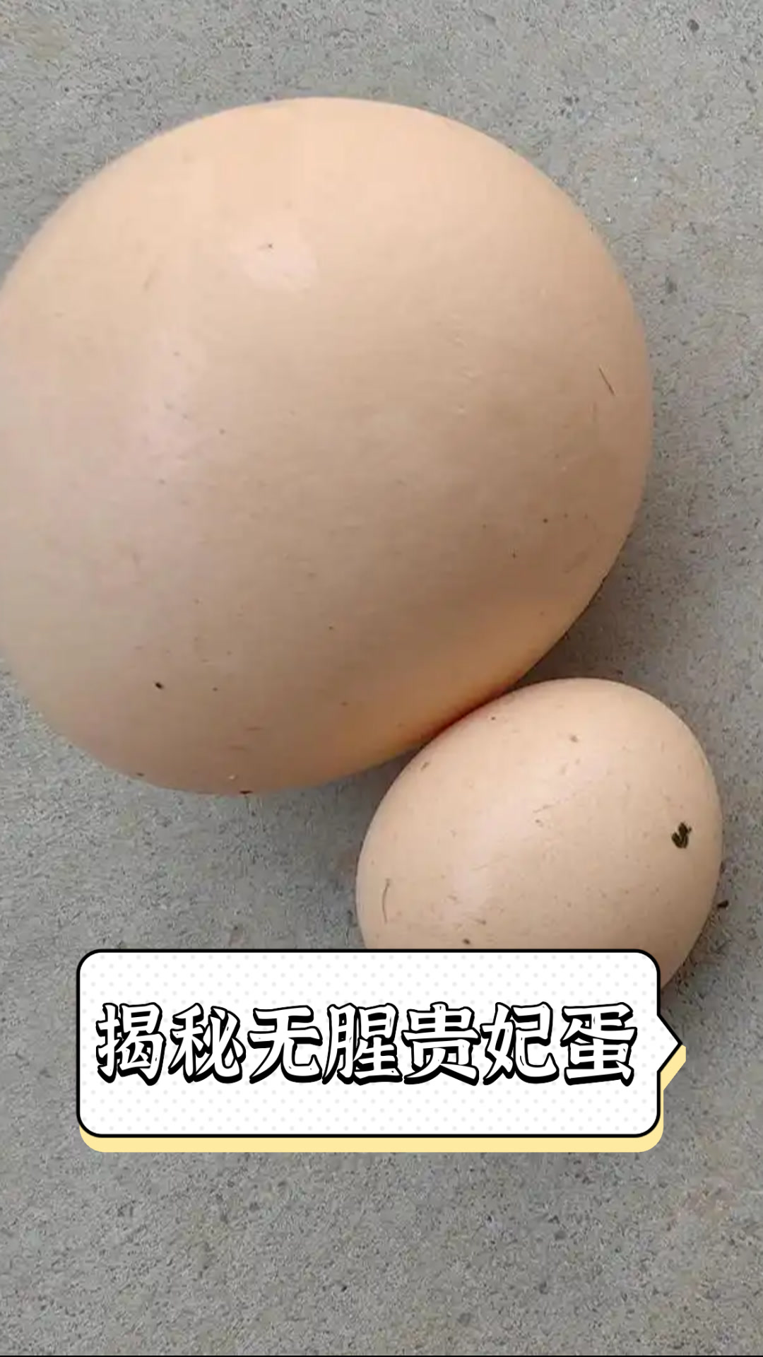 揭秘无腥贵妃蛋