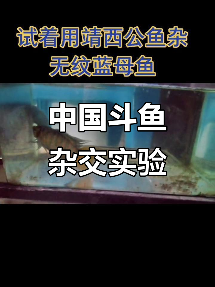 继续探索中国斗鱼杂交,研究进展揭秘