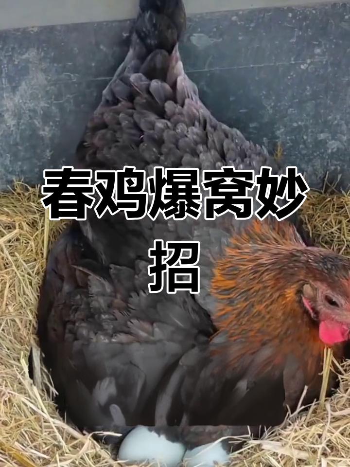 养鸡小技巧:两个土方让春鸡快速爆窝