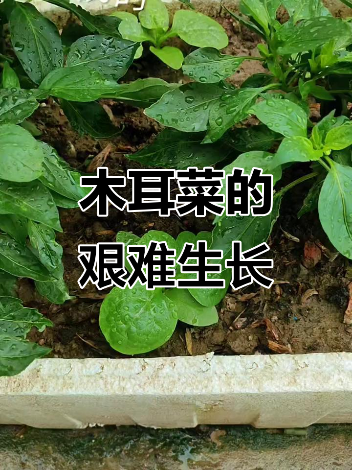 木耳菜历经三个月才发芽,移栽无数次,真是强迫症的折磨!